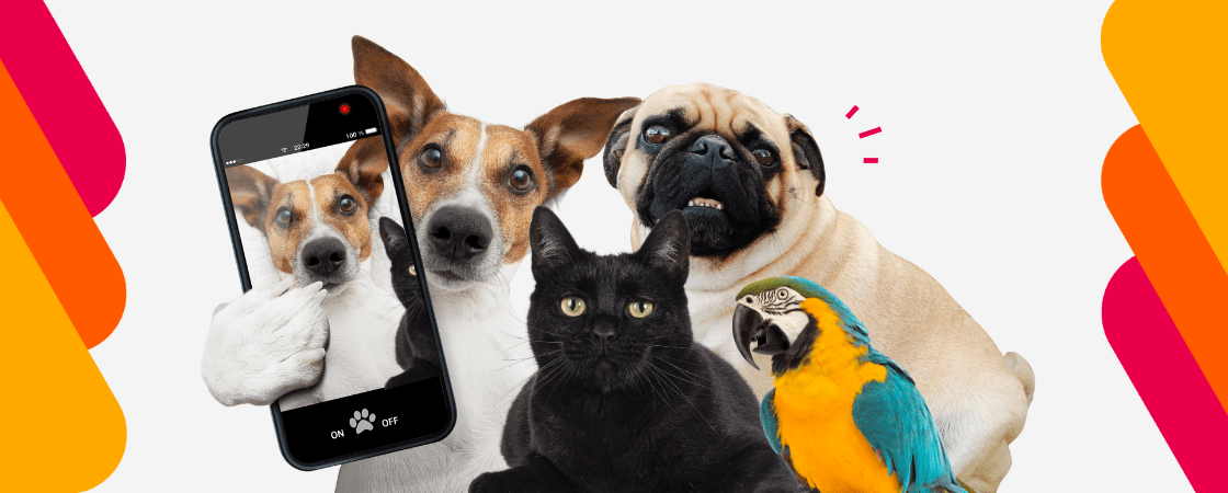 collab-no-instagram: cachorro