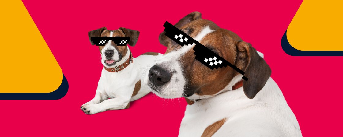 memes-no-marketing: cachorrinho com óculos de meme||||||||